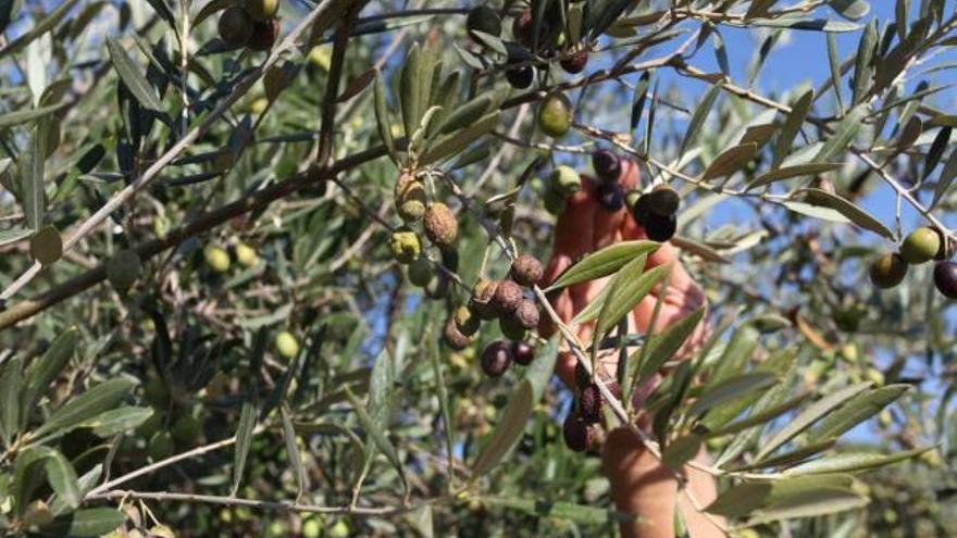 La sequía estropea parte de la oliva, un fenómeno agudizado por la plaga de la mosca.