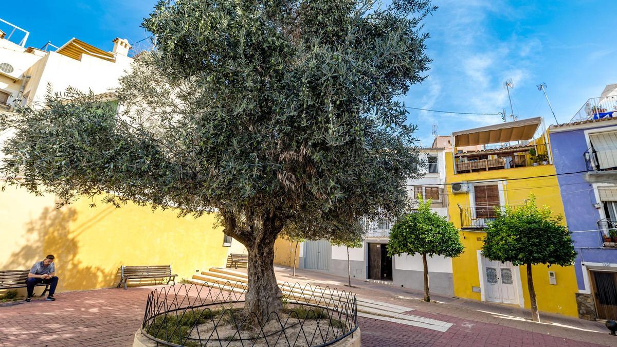 Uno de los olivos llenos de aceitunas en el casco antiguo de La Vila.