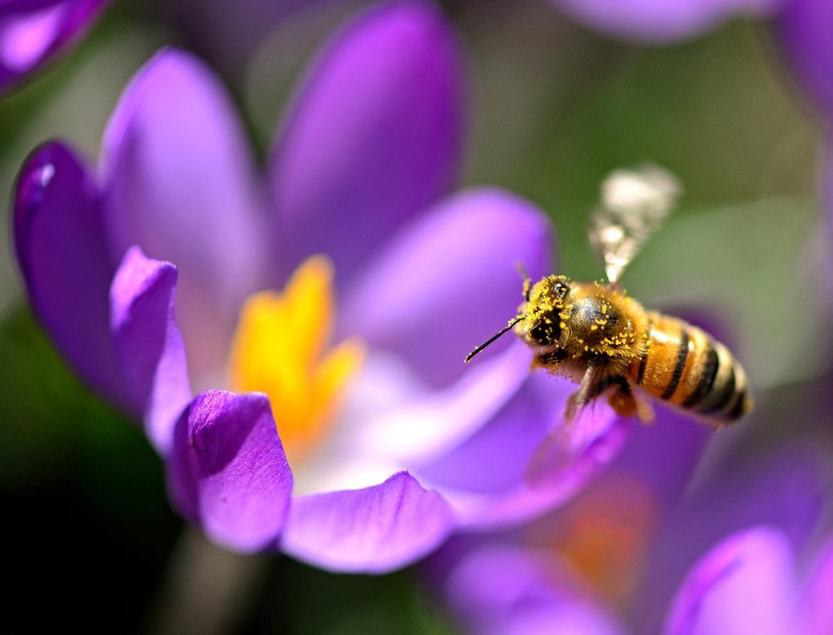 Abeja polinizando una flor