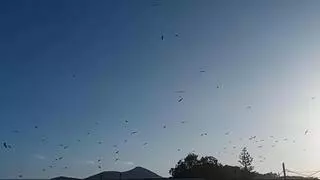 Una espectacular concentración de cigüeñas sobrevuela Onda y sorprende a sus vecinos