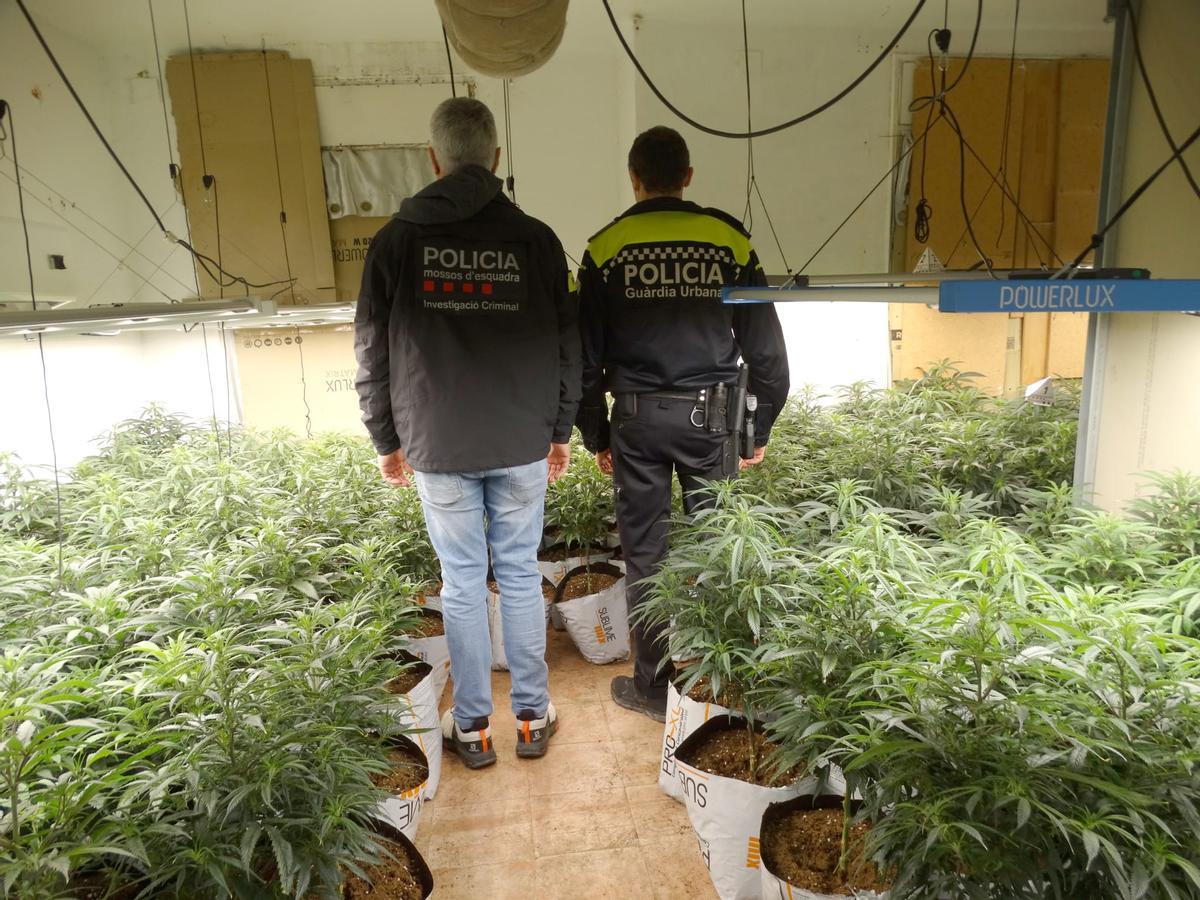 Agents dels Mossos i la Urbana de Figueres en el pis on hi havia la plantació.