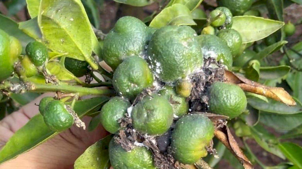 La Unió teme que la llegada de producto infestado de terceros países genere una nueva plaga en nuestros campos.