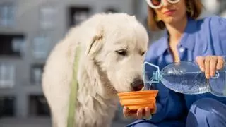Los veterinarios insisten: “Los perros sufren mucho con el calor, pero estos ocho cambios sencillos ayudan a mantenerlos frescos”
