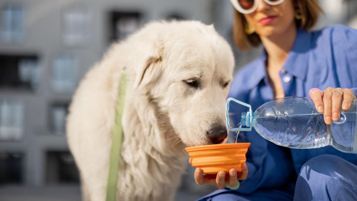 Los veterinarios insisten: “Los perros sufren mucho con el calor, pero estos ocho cambios sencillos ayudan a mantenerlos frescos”