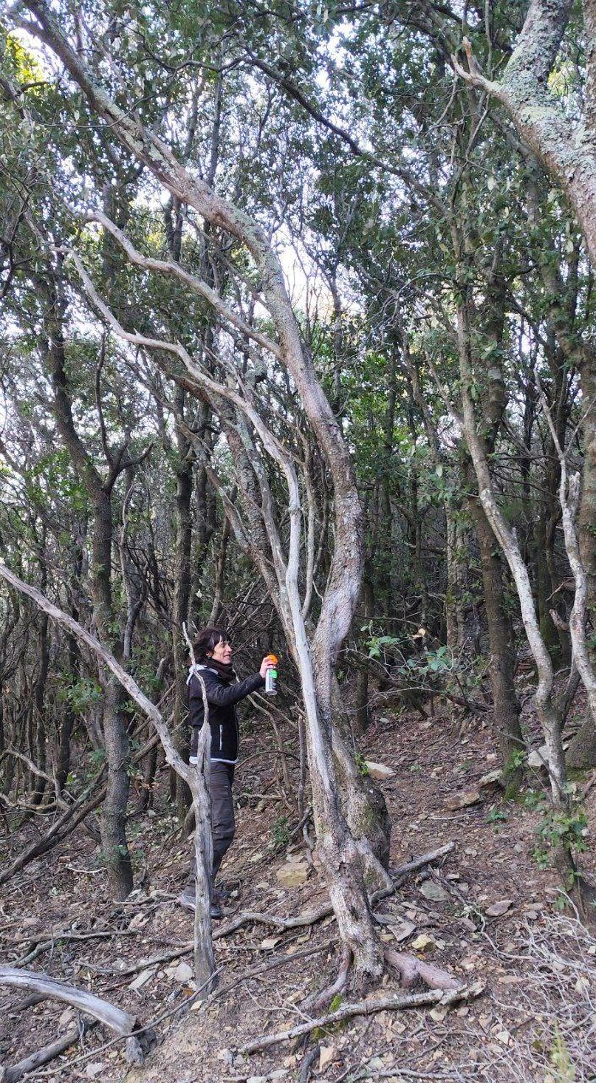Marcatge d’arbres al bosc de Requesens a càrrec de l’Associació de Propietaris del Montnegre i el Corredor.