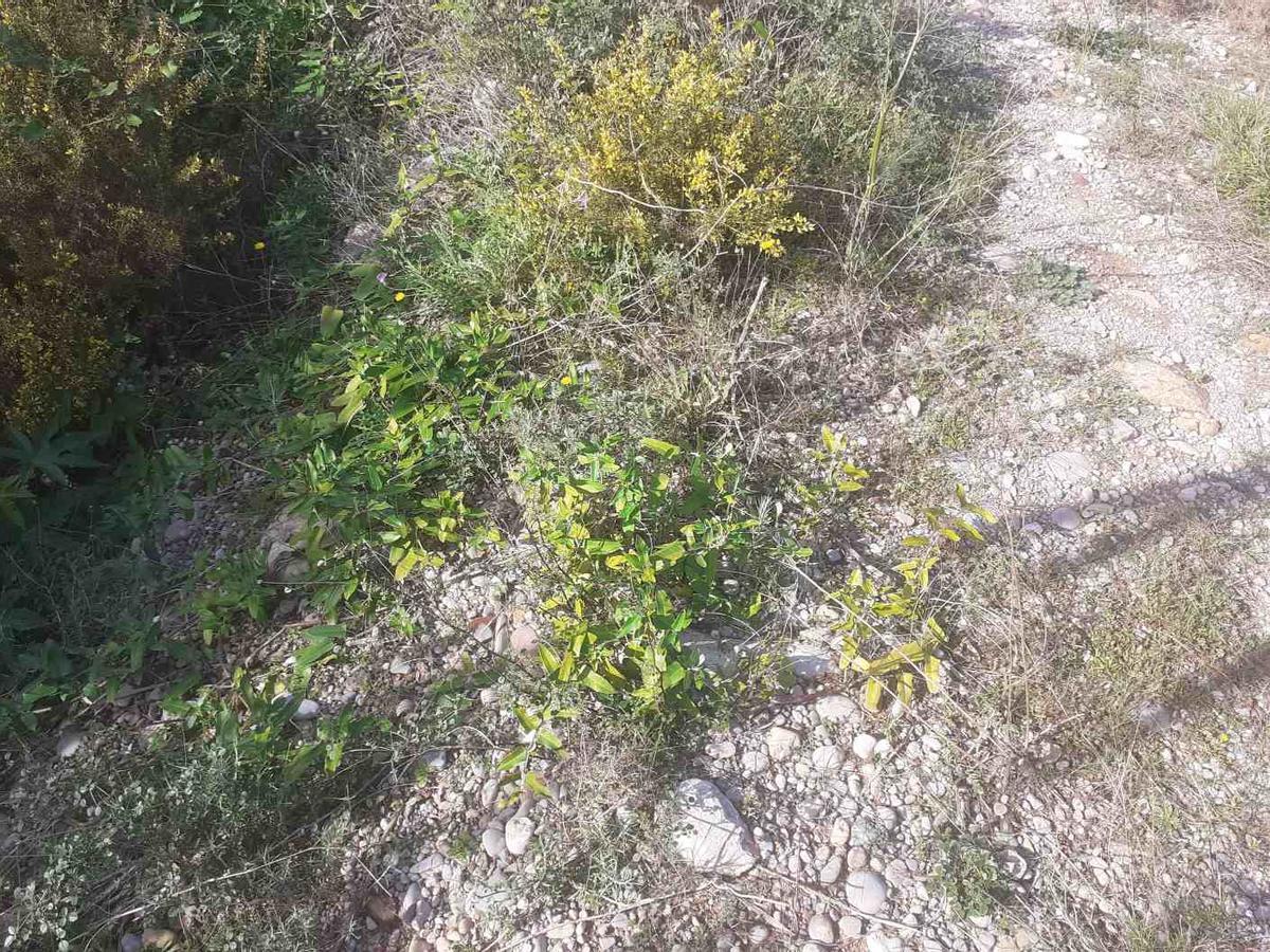 Foto del miraguano falso.