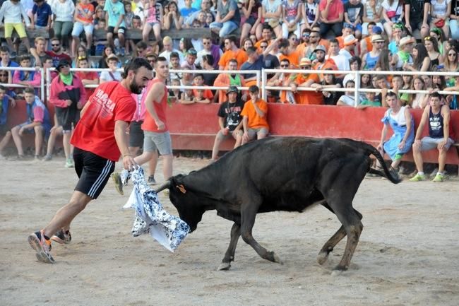 Les vaquetes de la festa major de Santpedor