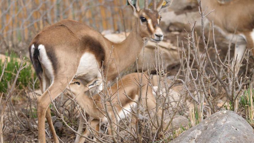 Las gacelas majoreras se reproducen en libertad en Túnez