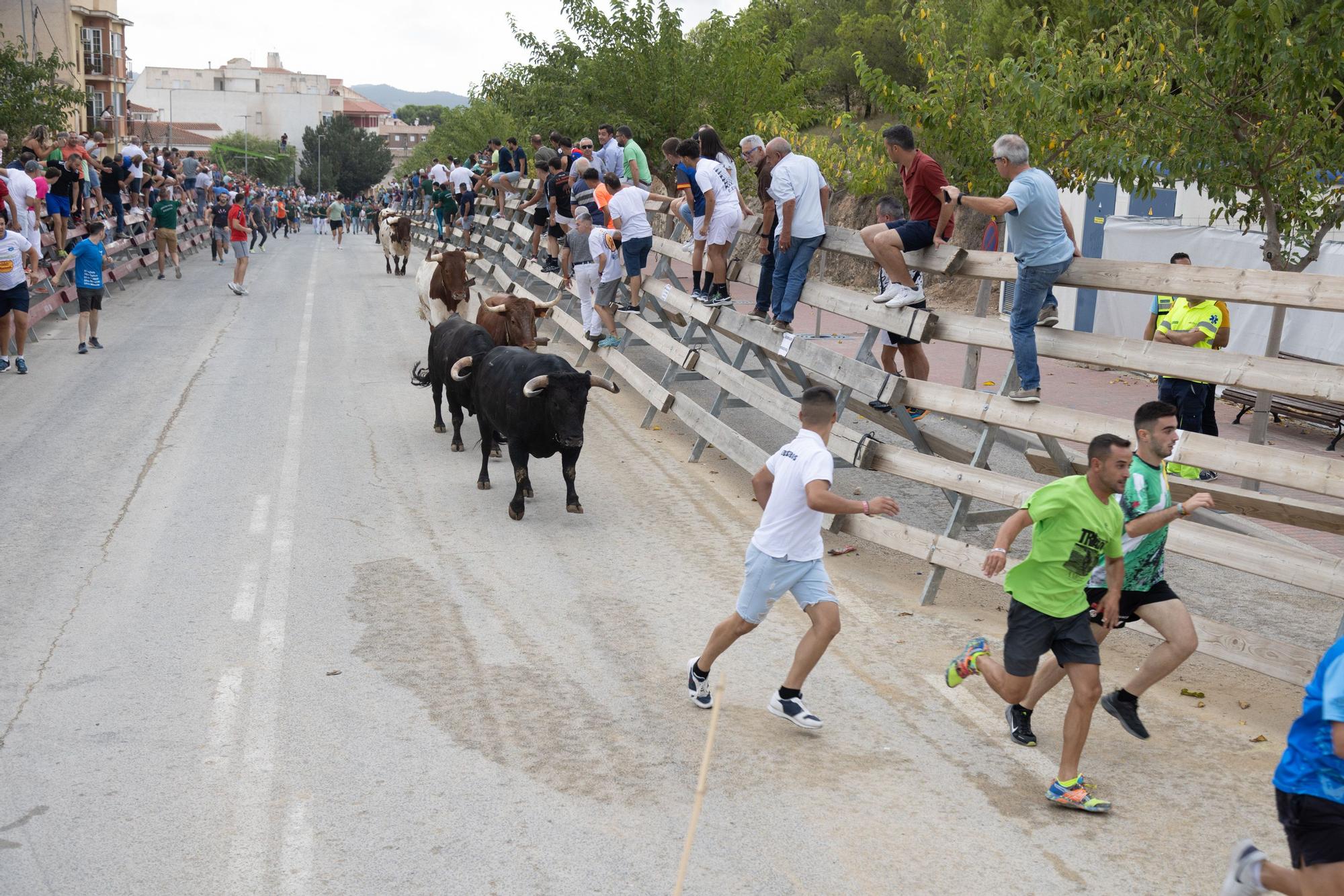 Tercer encierro de la Feria Taurina del Arroz en Calasparra