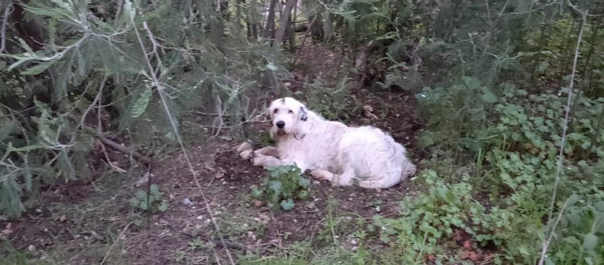 Zona de vegetación bajo el viaducto de la autovía AG-53 donde fue localizado el perro Pistón.