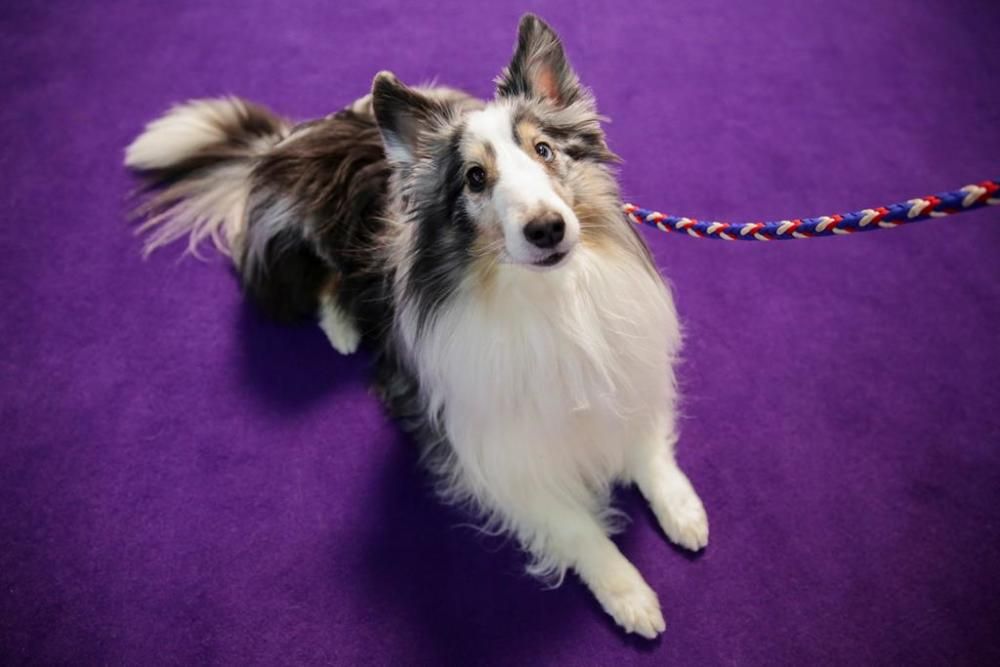 El Westminster Kennel Club, un dels shows de gossos de raça més importants del món