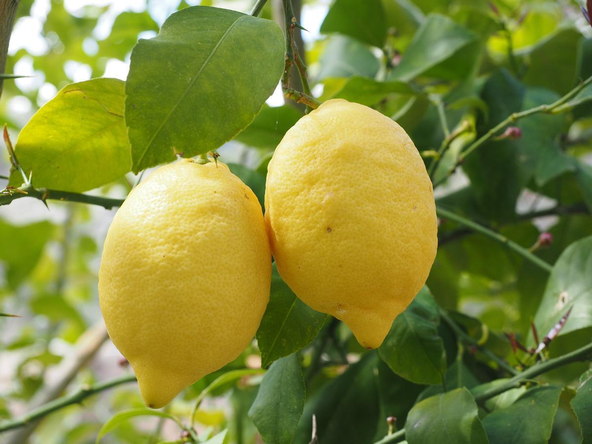 Limones.