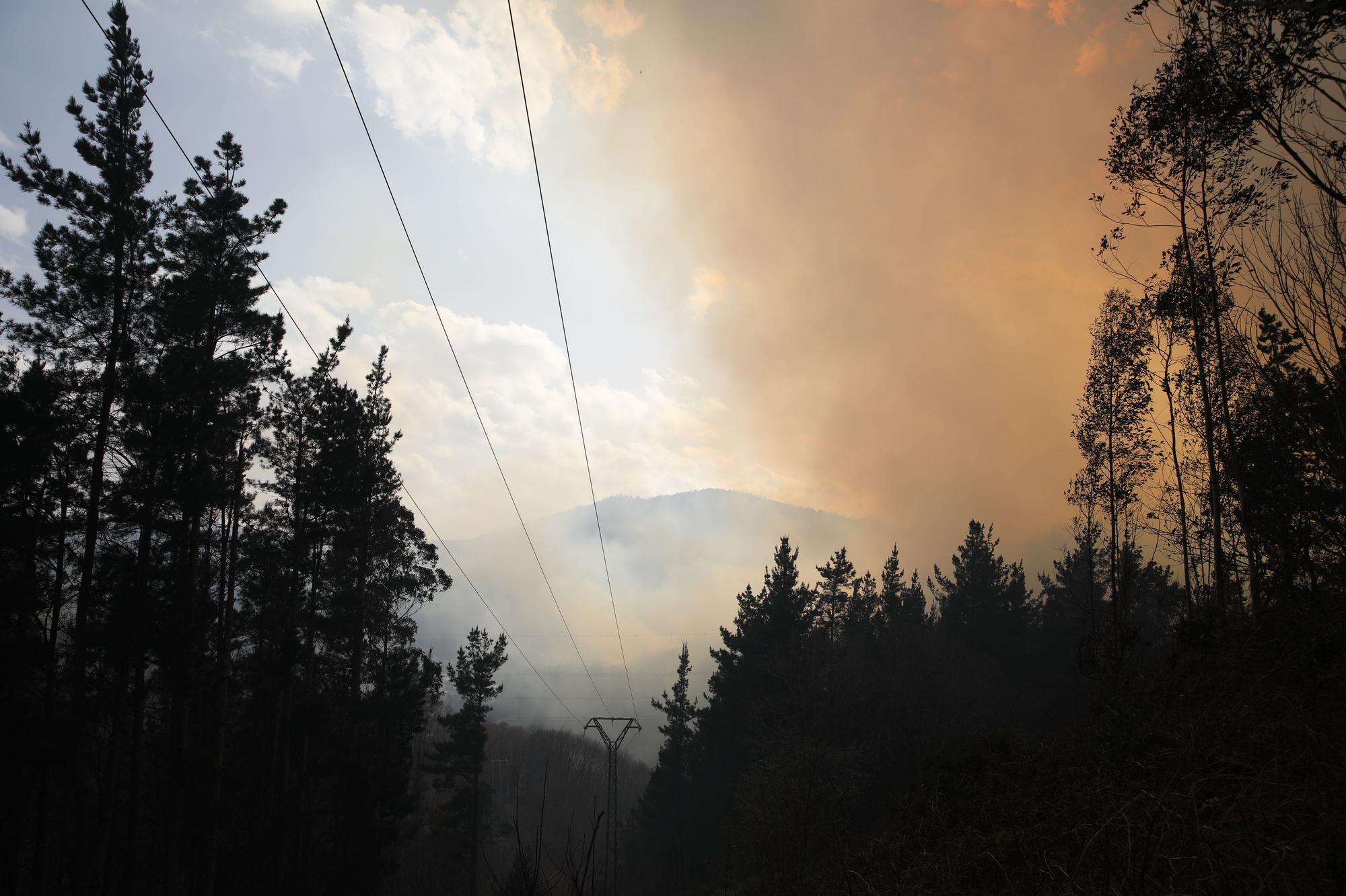 Pinares destruidos en el entorno de Navelgas.