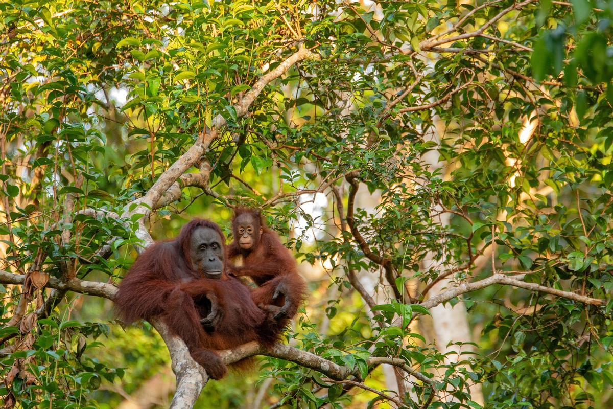 Una hembra de orangután y su cría, entre los árboles.