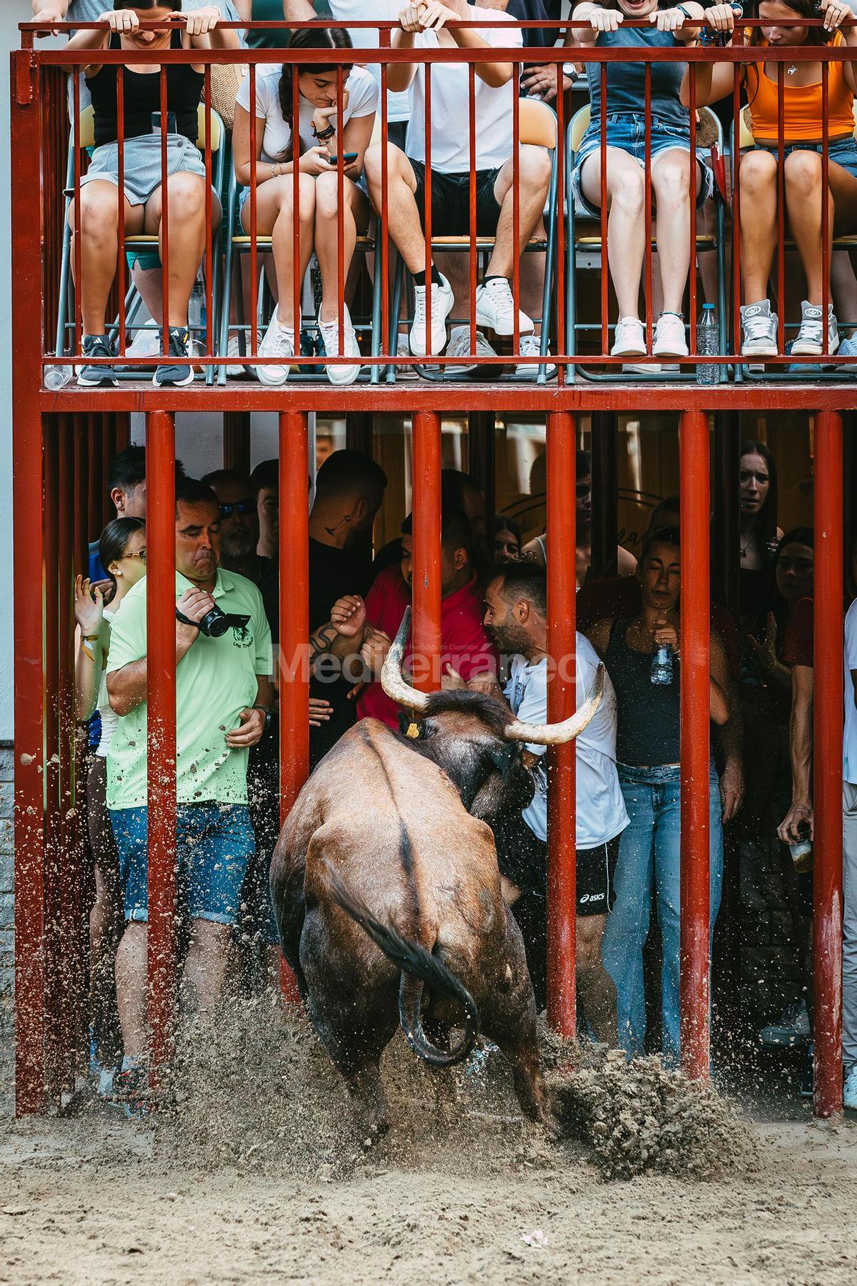 Bous a Vilafamés 2025 Bous a Vilafamés 2025