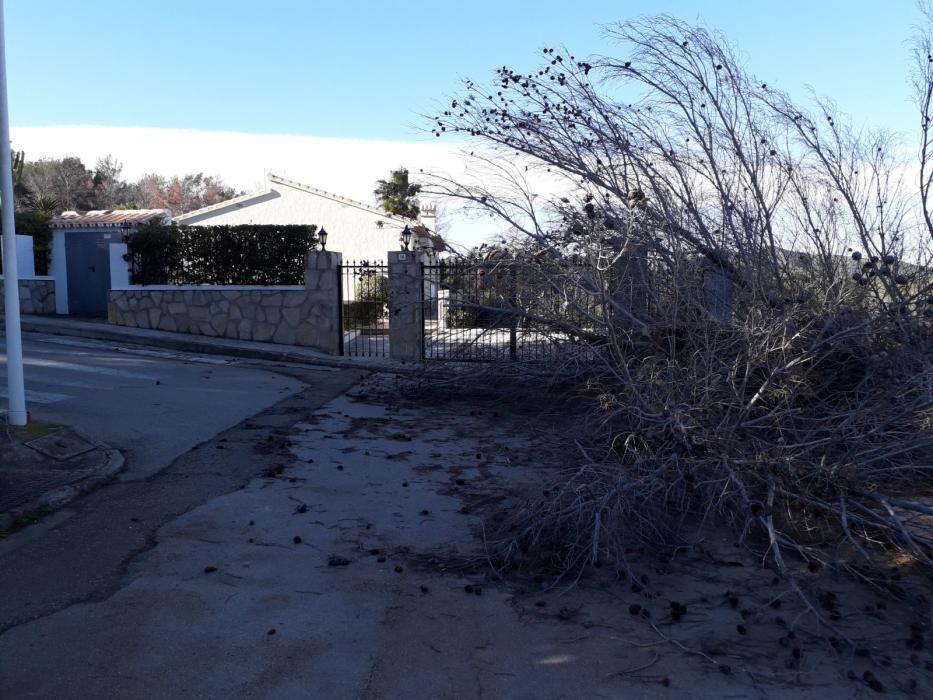 Retirada de un árbol caído por el viento en la zona de Pinosol, en Xàbia.