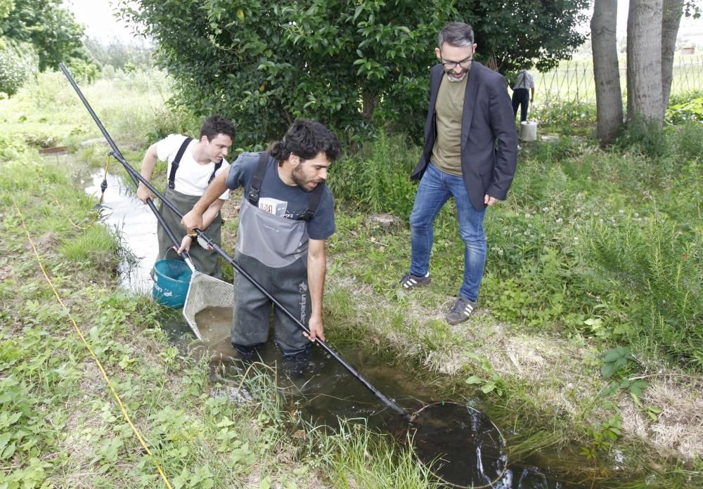 Campanya de control del cranc roig a les hortes de Santa Eugènia