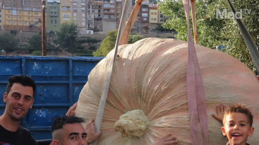 Agricultura XXL en l'Alcora