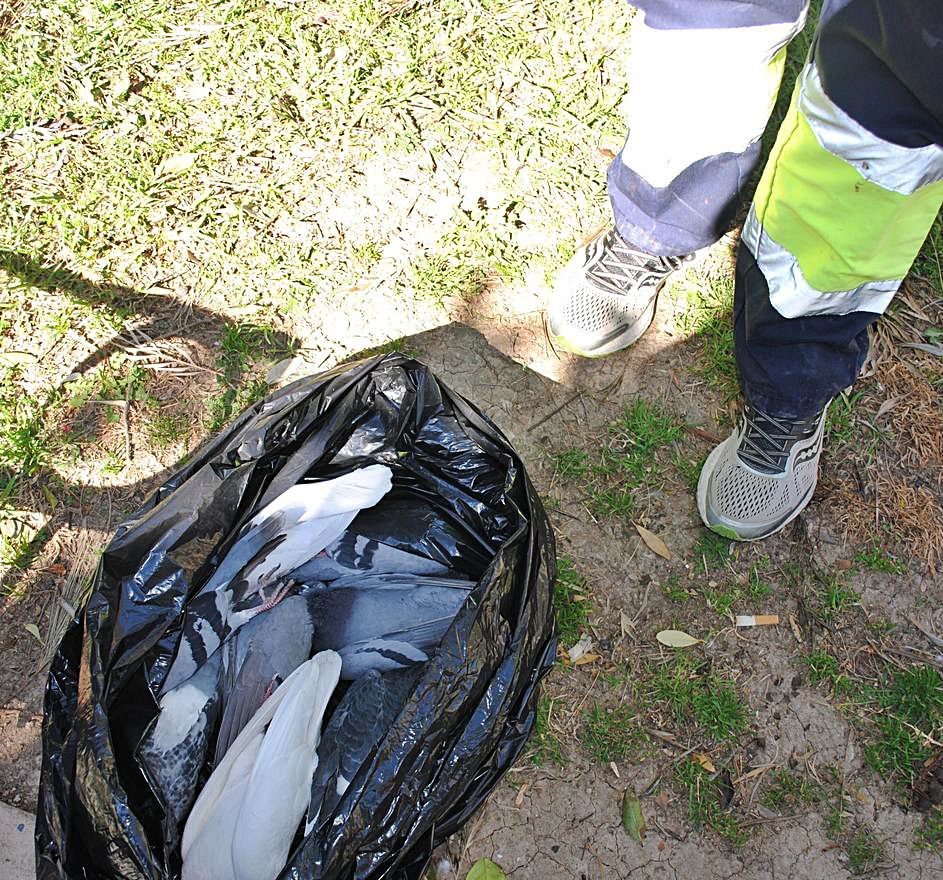 Investigan la muerte de decenas de palomas en pleno centro de Orihuela