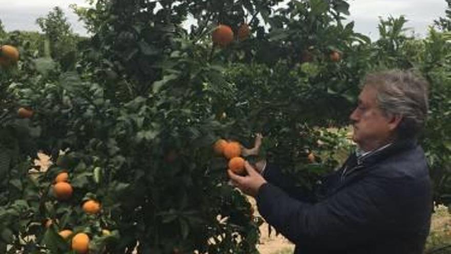 Recogen en el Camp d&#039;Elx la primera cosecha de una mandarina «gourmet»