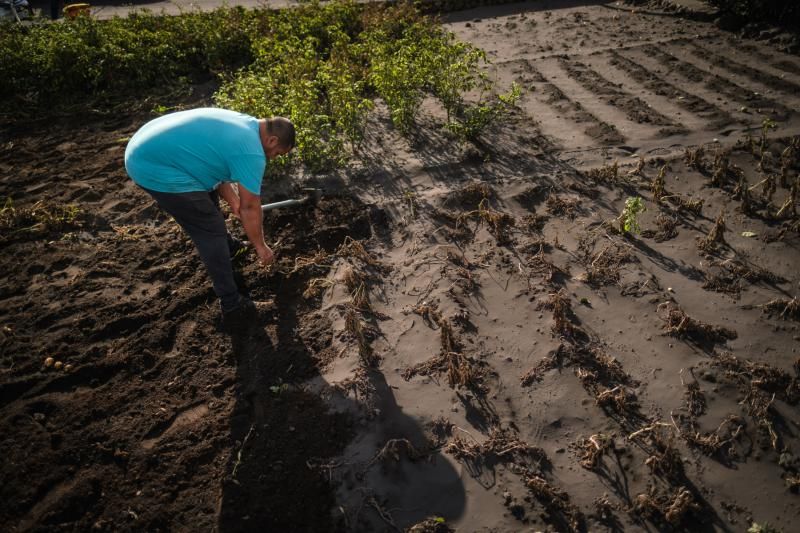 Las papas de Tajuya, La Palma