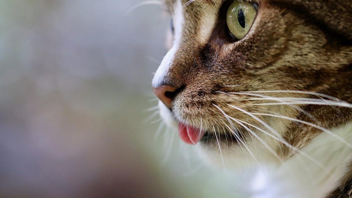 CORONAVIRUS EN PERROS Y GATOS | ¿Los gatos pueden tener covid?