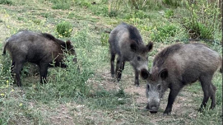 Así afecta la plaga de jabalíes: Accidentes de tráfico, daños a los cultivos y perjuicio a las aves acuáticas