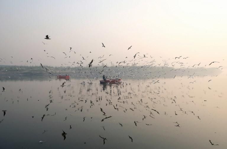 Las aves migratorias vuelan alrededor de los botes de remos en el río Yamuna en una mañana de fuerte contaminación del aire en Nueva Delhi. Noemi CASSANELLI / AFP)