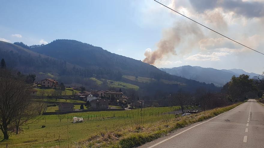 La repoblación de una zona afectada por un incendio en el Muesta Cayón, en Piloña, adjudicada en 53.631 euros