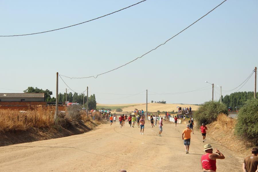 Fiestas en Zamora: Encierro en Argujillo