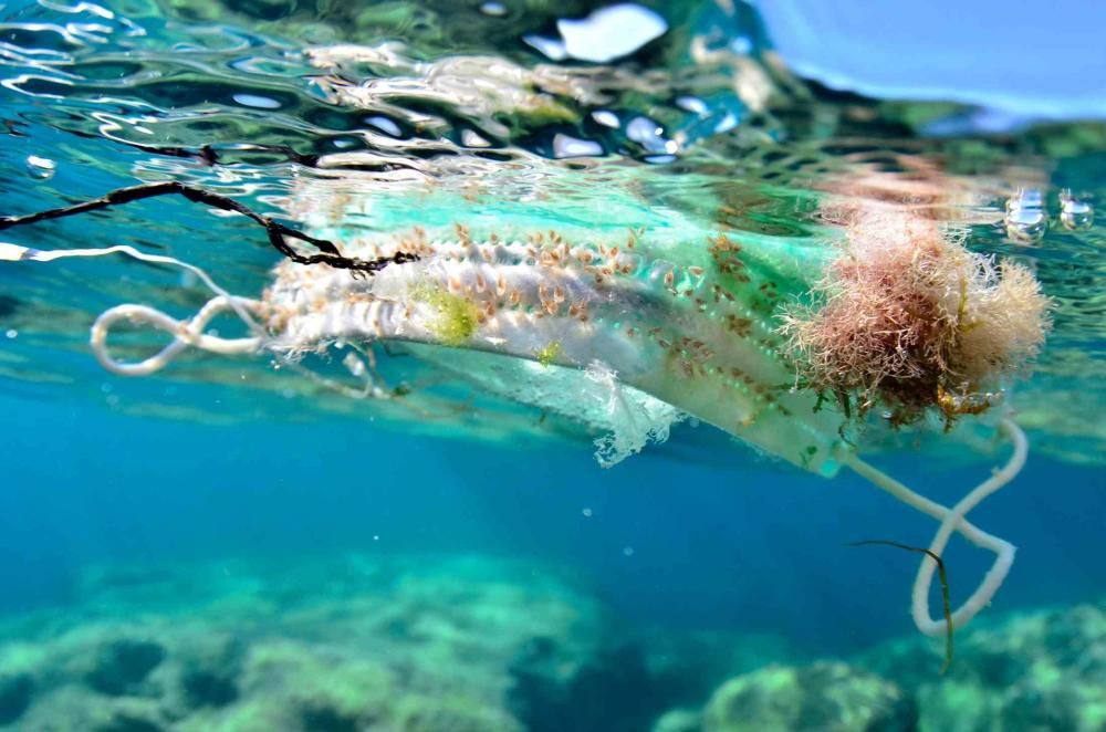 Die Sieger des Wettbewerbs der Meeresfotografie auf Mallorca