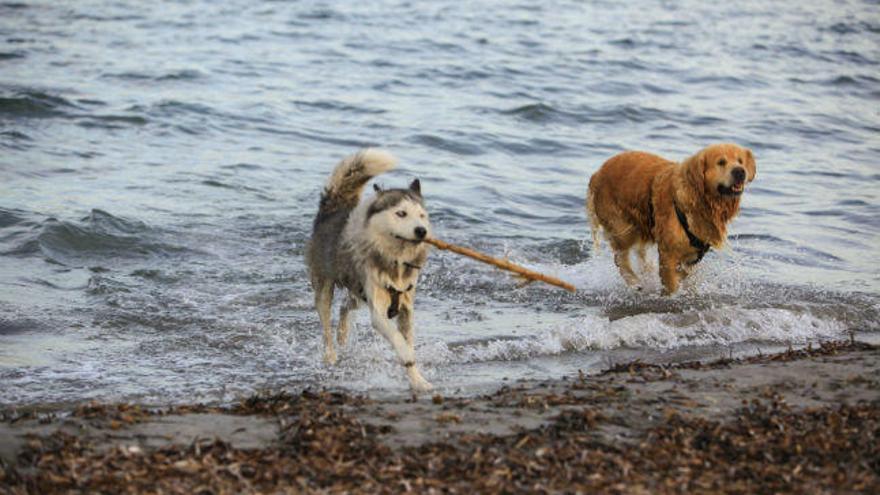 Perros en una playa
