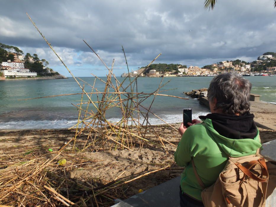 Indignación en Sóller al quedar la playa cubierta por cañas taladas por el Govern