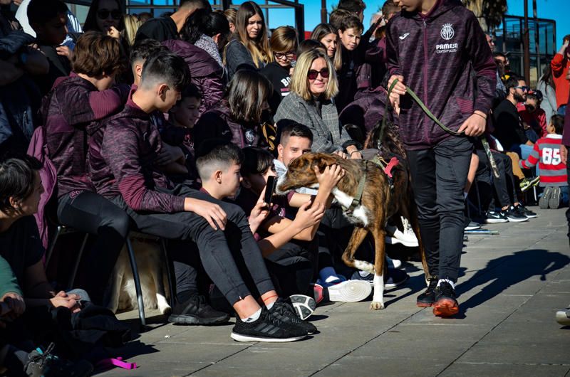 Fundación Bioparc y AUPA celebran el 15º Desfiles de perros abandonados