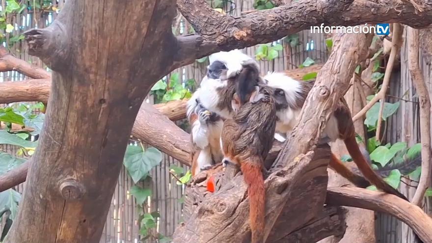Terra Natura Benidorm celebra el nacimiento de dos titíes algodón, una especie en grave peligro de extinción