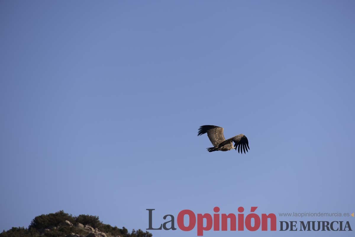 Suelta de dos buitres leonados en la Sierra de Mojantes en Caravaca