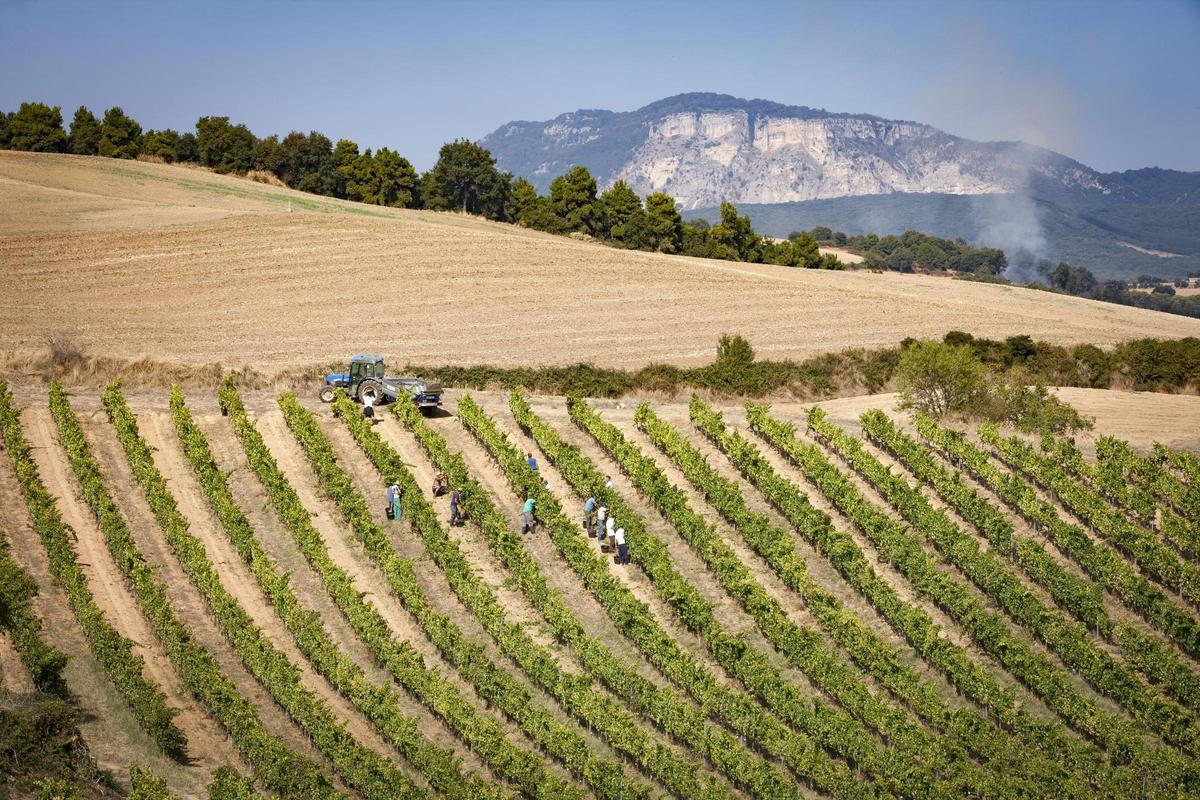 Viñedos de Bodegas Aroa