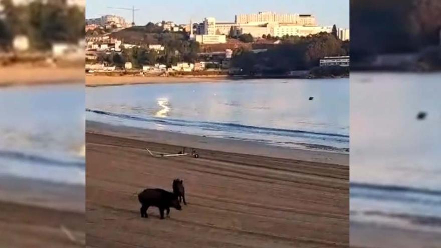 Dos jabalíes se pasean por Santa Cristina por la mañana y se acercan a la orilla de la playa