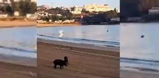 Dos jabalíes se pasean por Santa Cristina por la mañana y se acercan a la orilla de la playa