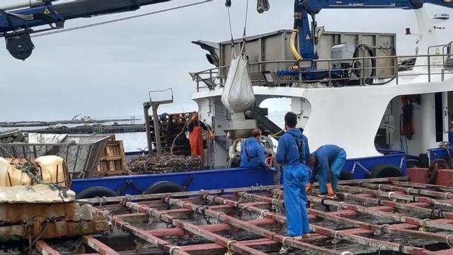 El proceso de encordado en una batea de la ría de Arousa. | // FDV