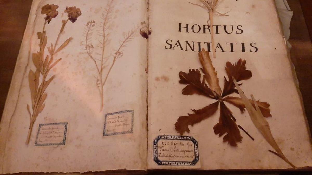 El Hortus Sanitatis es una de las importantes fuentes escritas de la especiería, en la que se encuentra por orden alfabético el nombre de los simples utilizados por los carmelitas para formulaciones complejas y otros remedios.  |   L-EMV