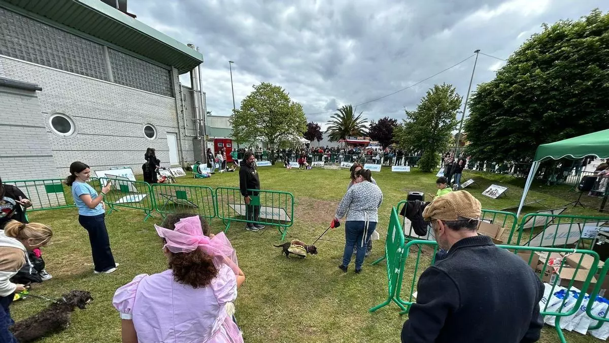 "Canstrillón" triunfa en San Isidro y se corona como la gran fiesta perruna de la comarca