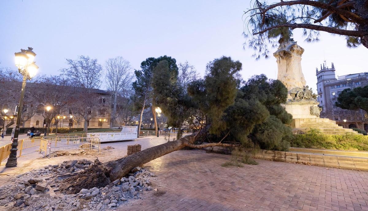 El árbol caído este lunes en la plaza los Sitios de Zaragoza.