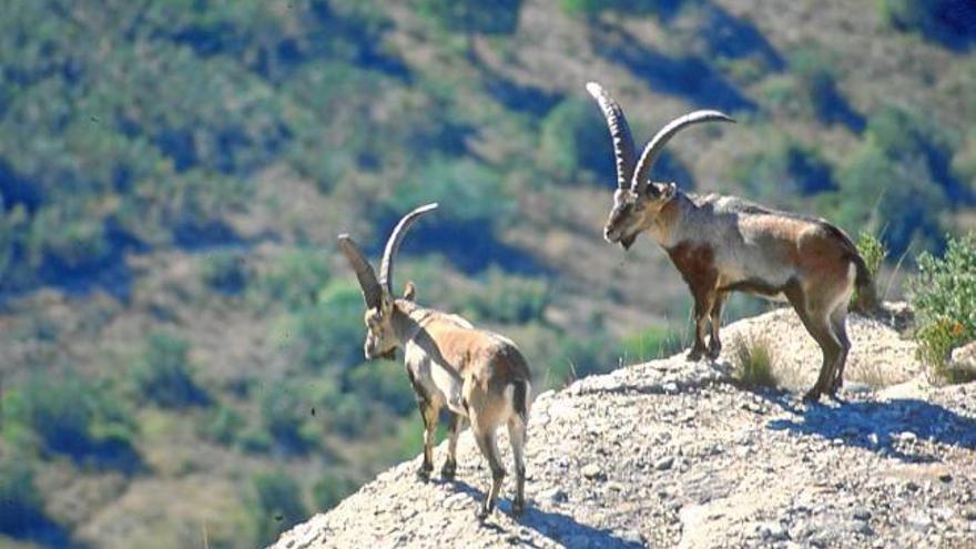 Exemplars de cabra salvatge al parc natural de Montserrat