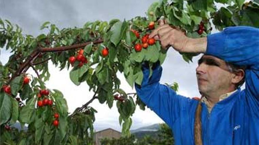 El Jerte solicita ayudas por los daños de la lluvia en la cereza