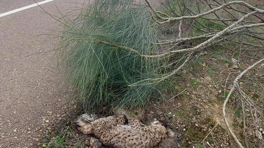 Hallan un lince ibérico muerto en la N-630, cerca de Torremejía