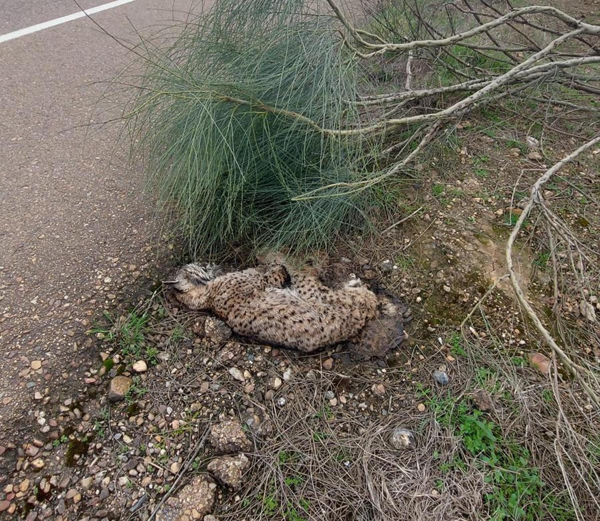 Imagen del ejemplar hallado muerto.