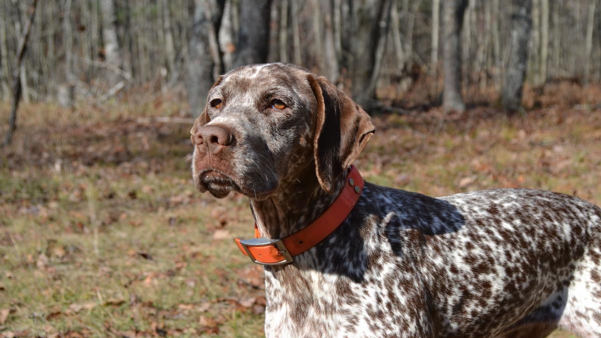 Braco de Bourbonnais.