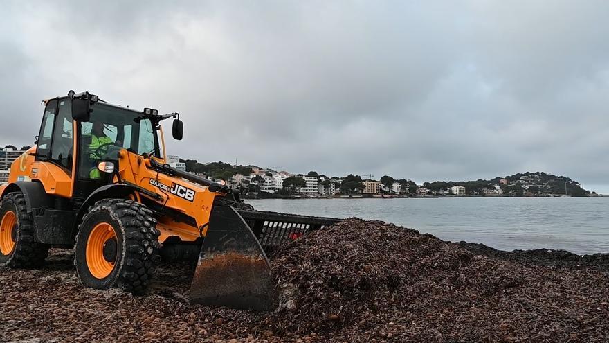 Comienza la retirada de posidonia de las playas de Calvià, ante la llegada de la Semana Santa