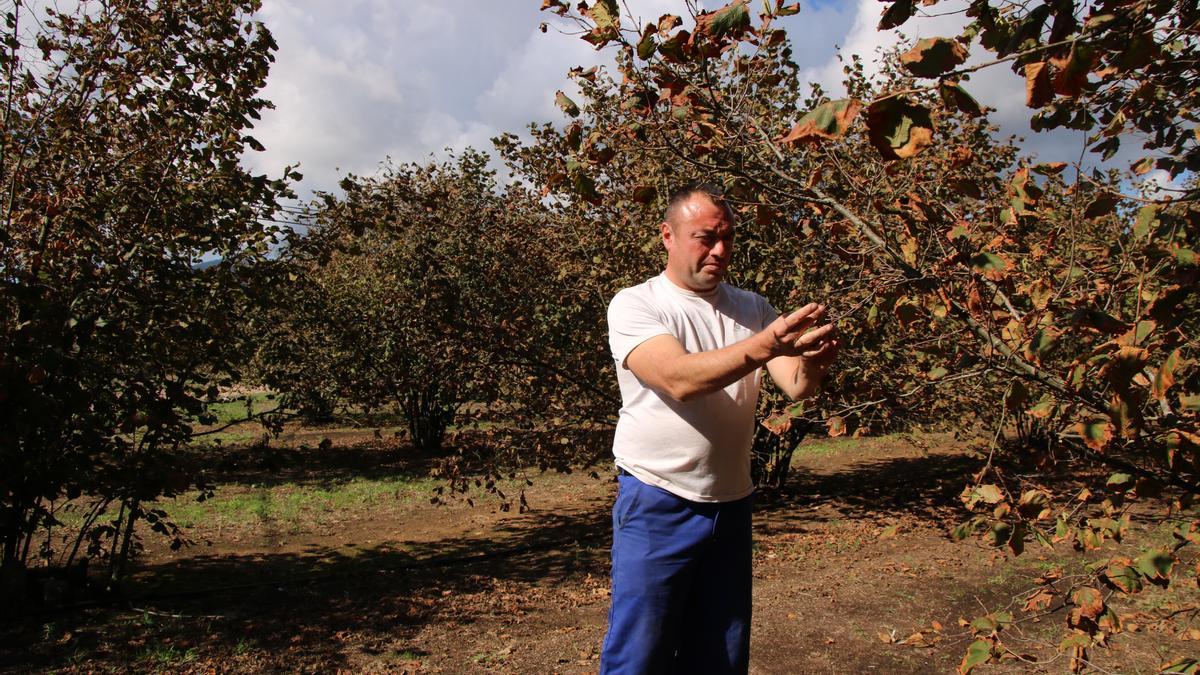 Albert Horta en un dels camps d&#039;avellaners de Brunyola